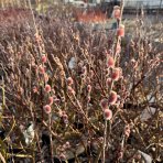 Vŕba štíhlopestíková (Salix gracilistyla) ´MOUNT ASO´® výška: 20-30 cm, kont. C3L - KRÍK
